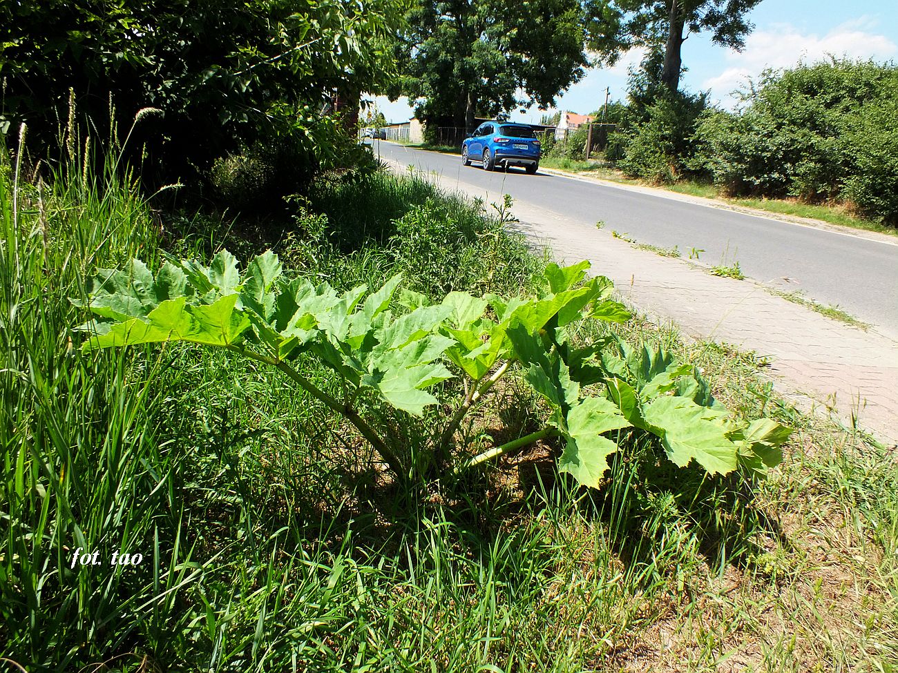 Zmiany klimatyczne wpywaj na przyrod. Wichury, ulewy, burze niene powoduj niekontrolowane  przemie­szczanie  si nasion rnych rolin. Na fotografii samosiejka barszczu kaukaskiego przy ulicy Staszica w Sierpcu. W tej fazie rolina jest niegrona, wrcz urocza. Sadzona bya w parkach jako ozdoba, ale wielcy uczeni ZSRR poprawili jej genetyk i staa si przeklestwem naszych czasw. Popatrzmy na fotografi i zapamitajmy. Lepiej popatrze ni dotyka, gdy ma waciwoci parzce, 16.06.2024 r.